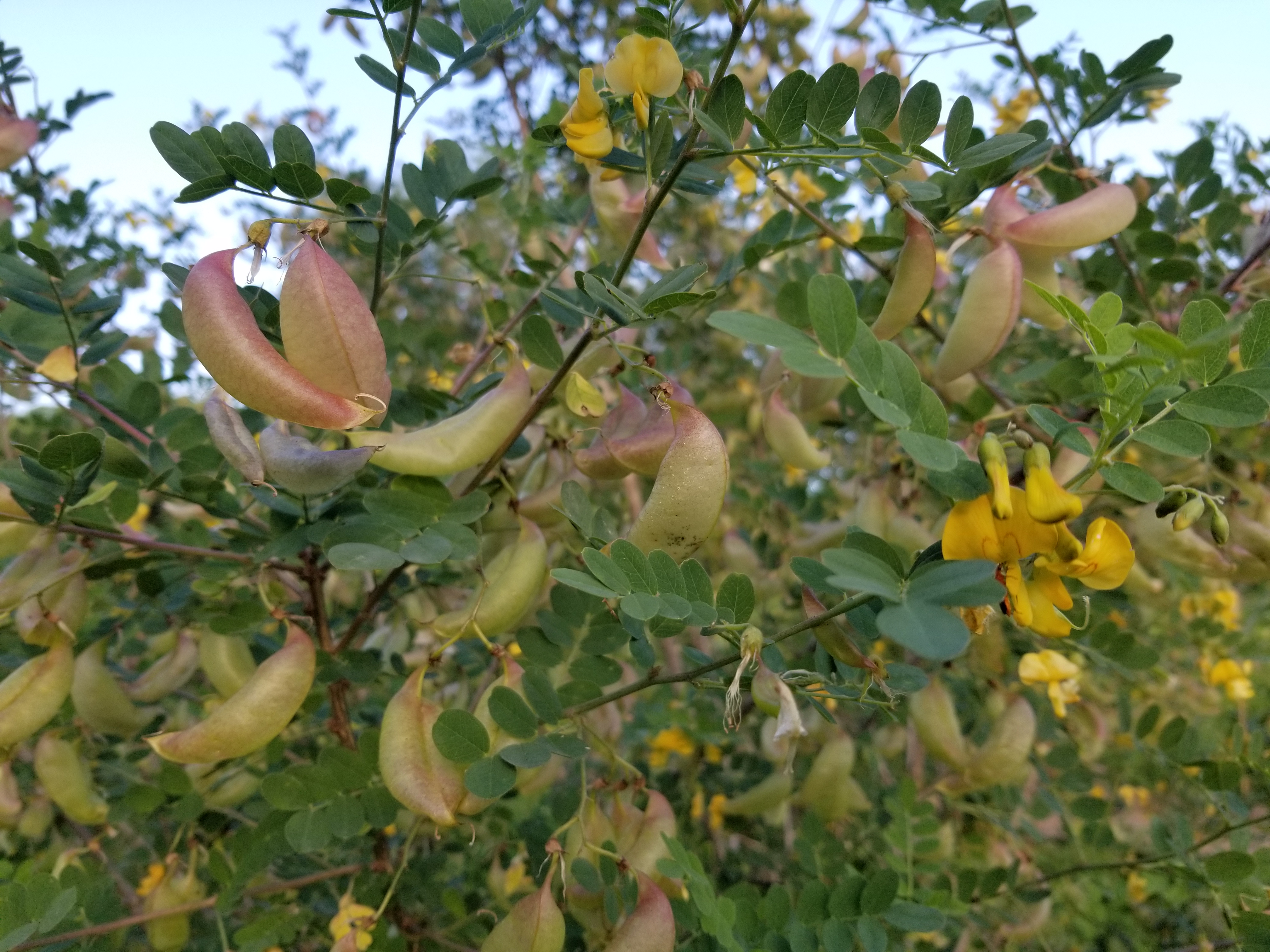 Baguenaudier - Colutea arborescens