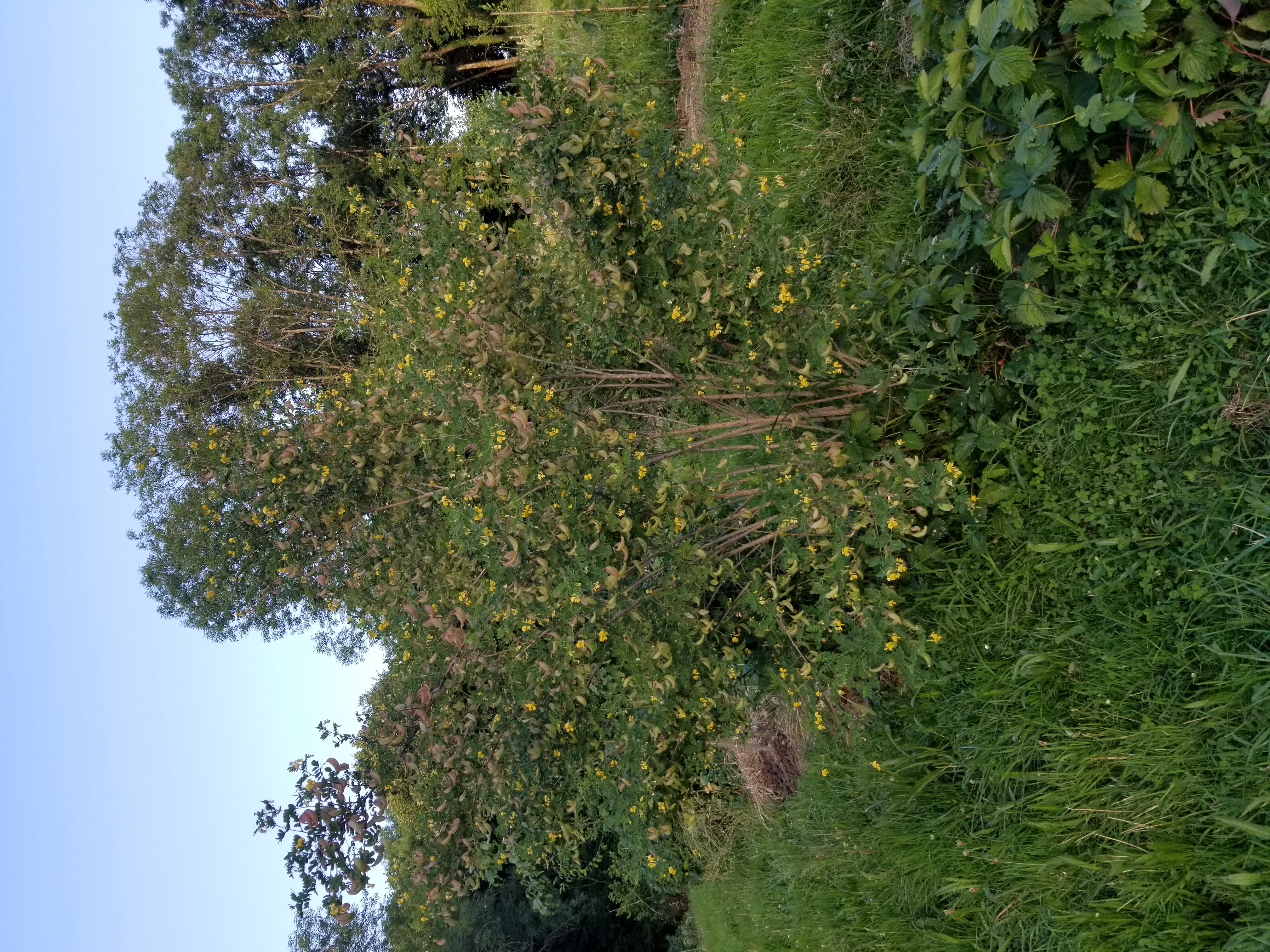 Baguenaudier - Colutea arborescens