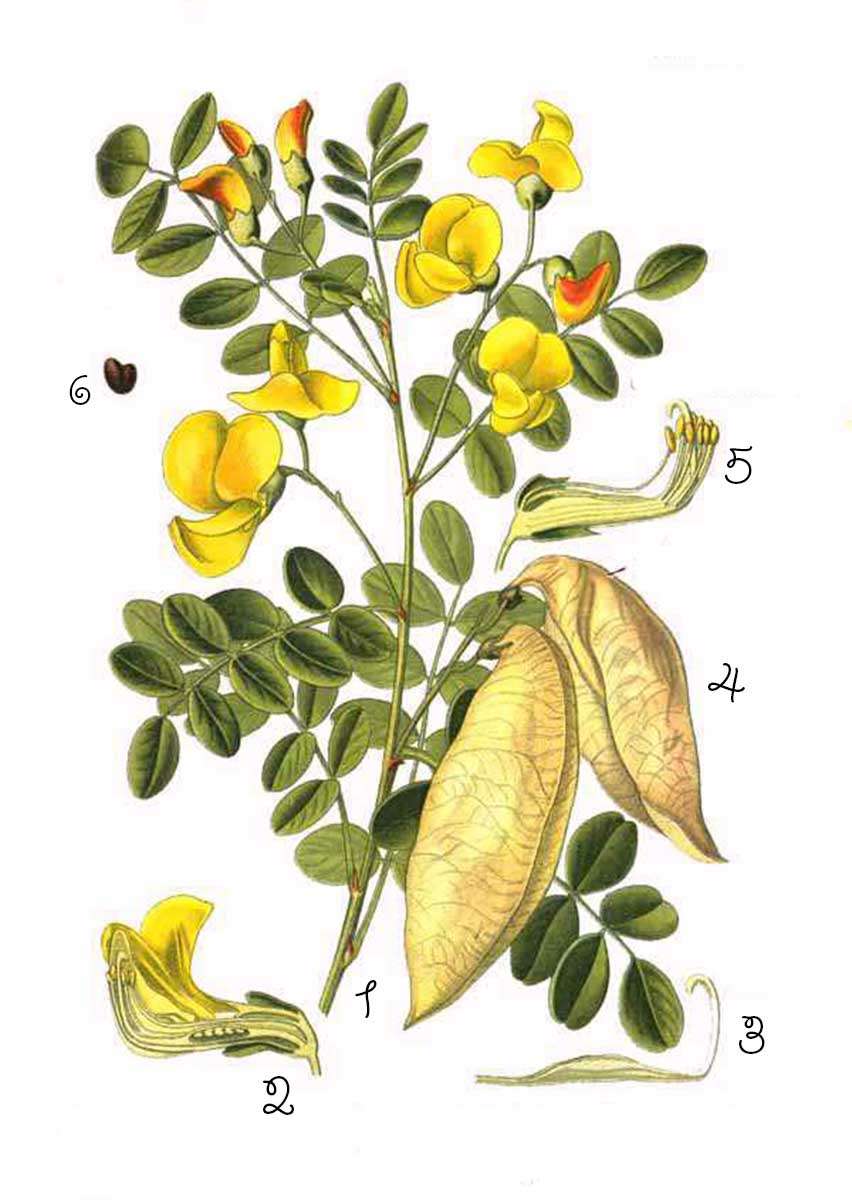 Baguenaudier - Colutea arborescens