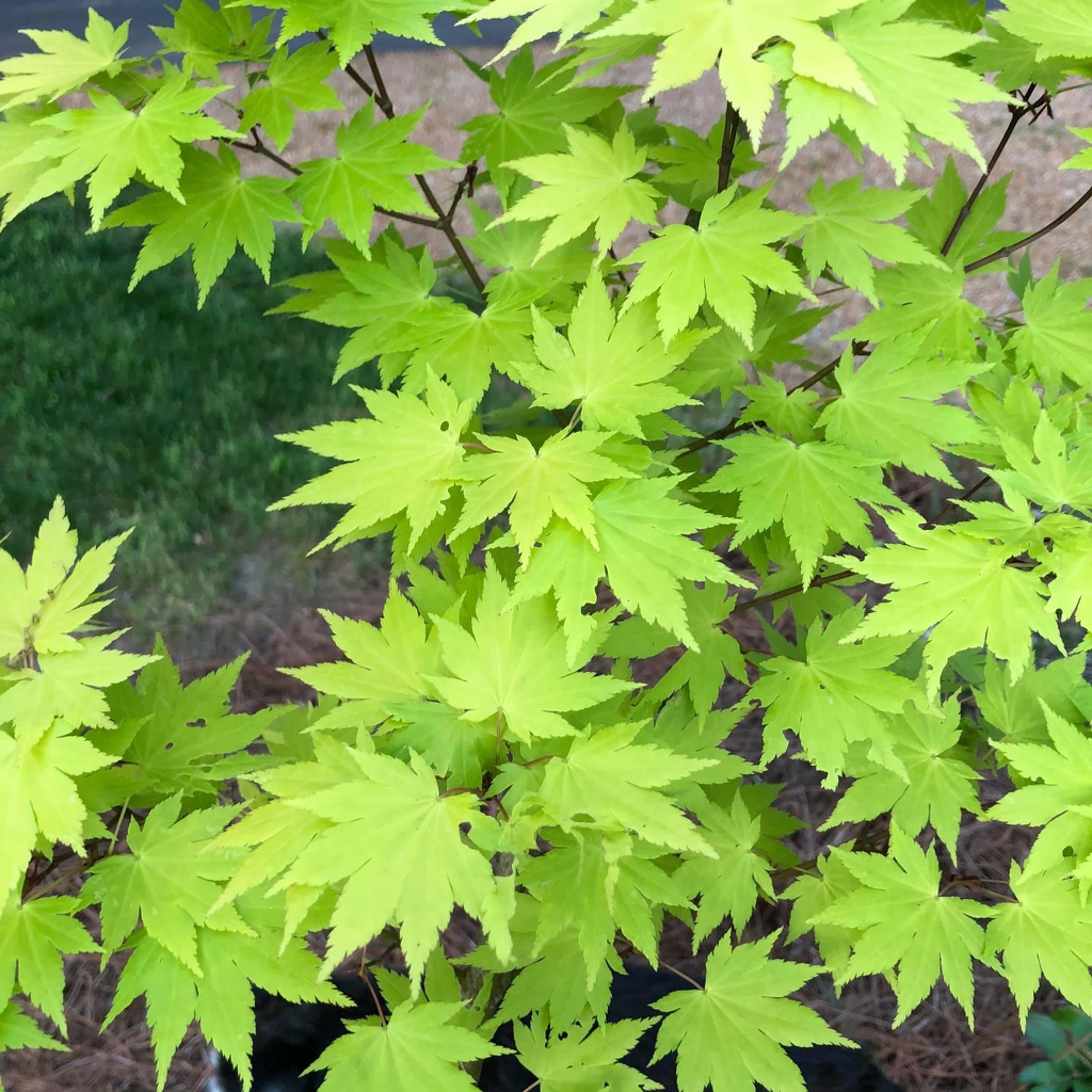 Erable japonais - Acer palmatum