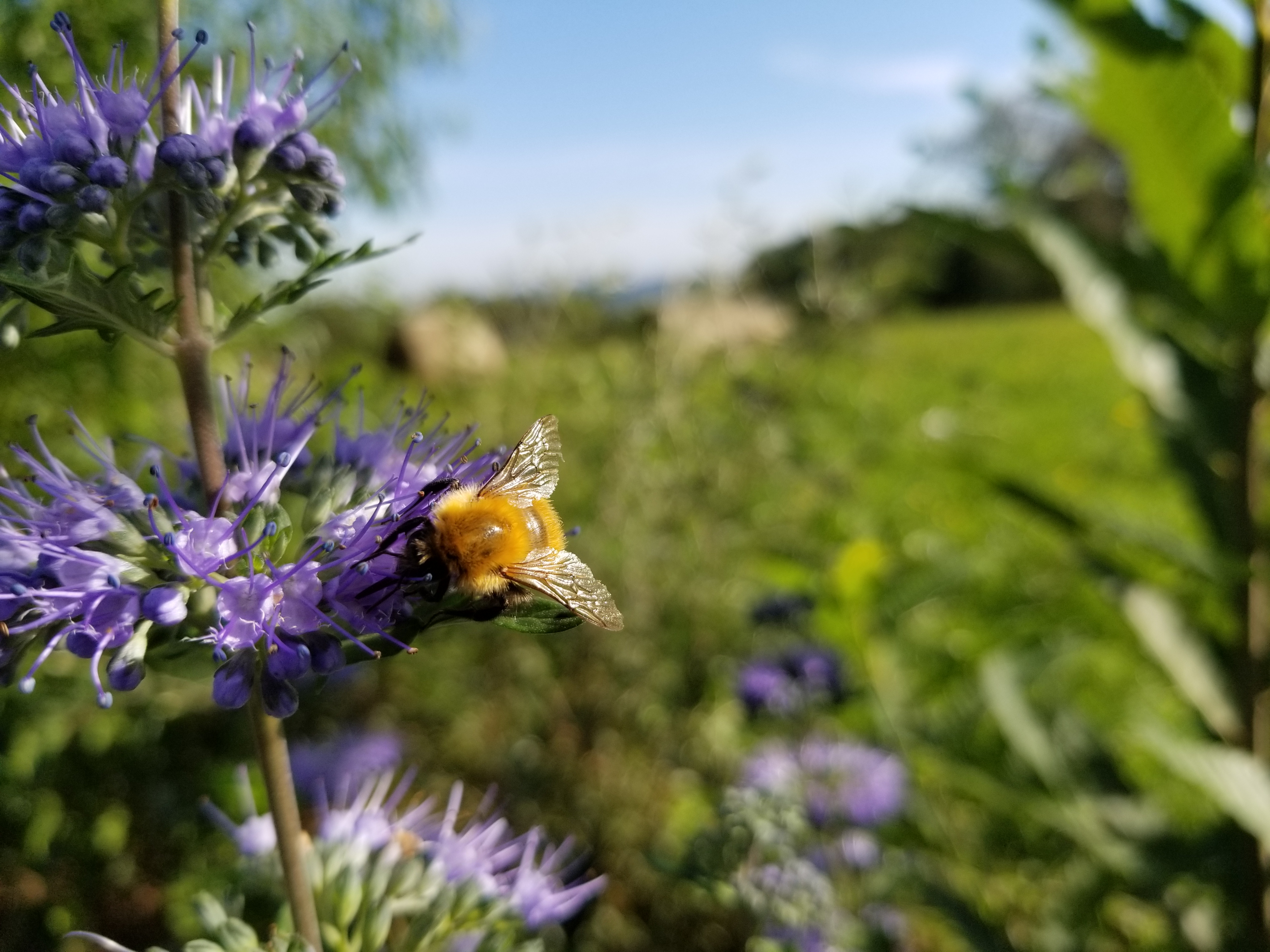 Caryopteris Heavenly Blue - Caryopteris x clandonensis