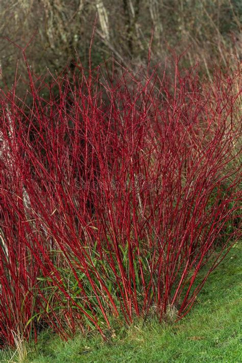 Cornouiller blanc - Cornus alba