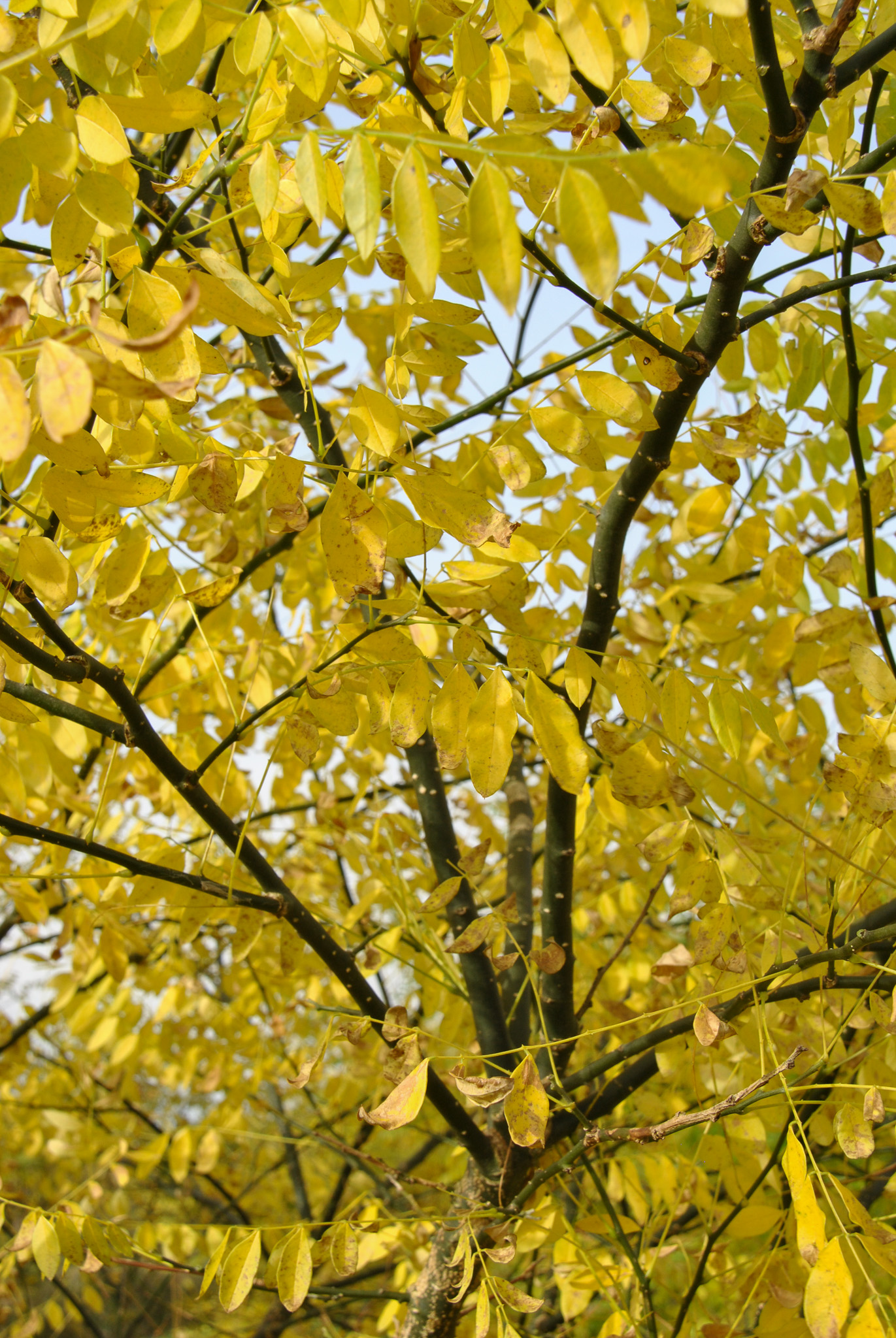 Sophora du Japon - Styphnolobium japonicum