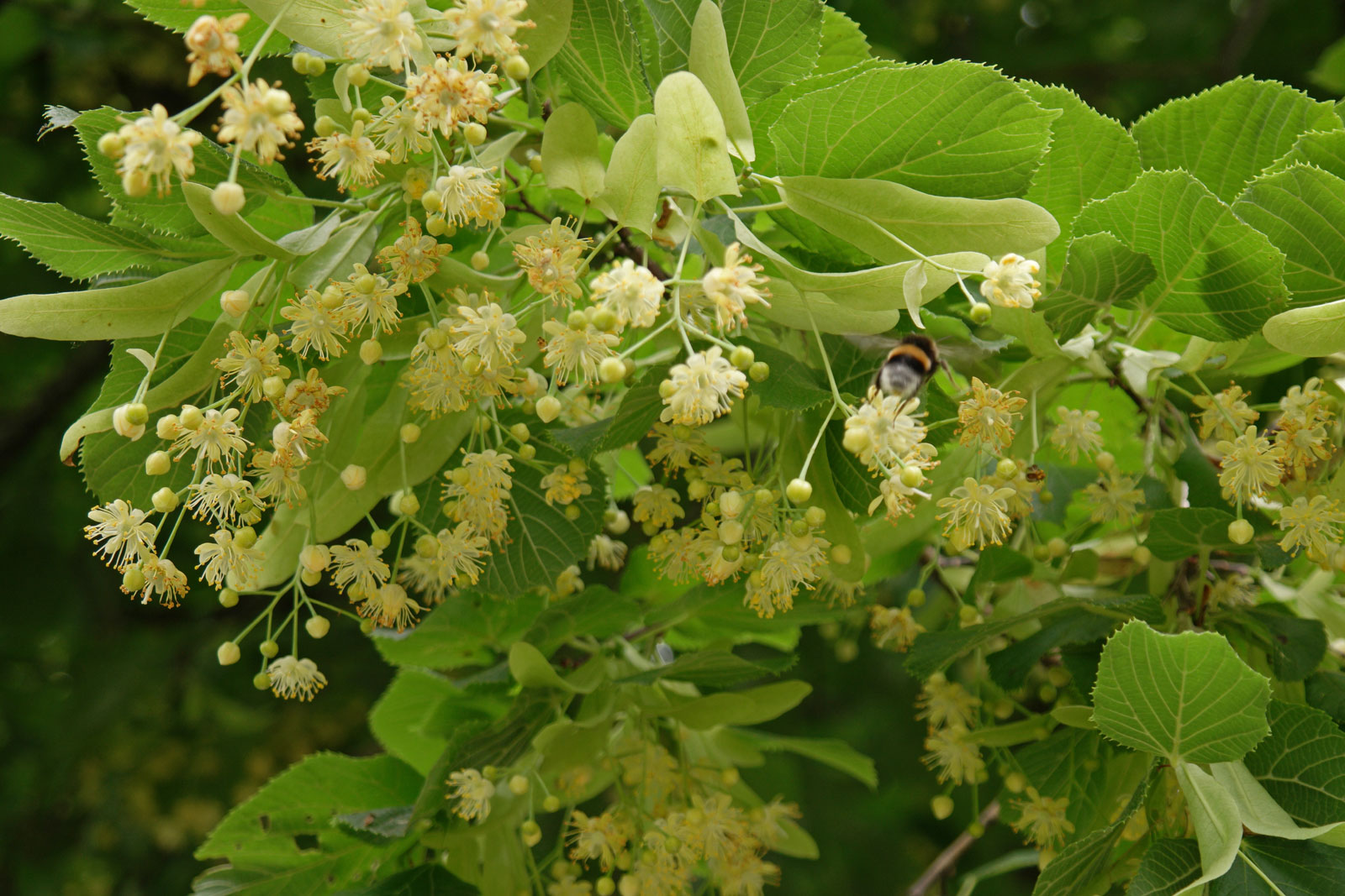 Tilleul des bois - Tilia cordata
