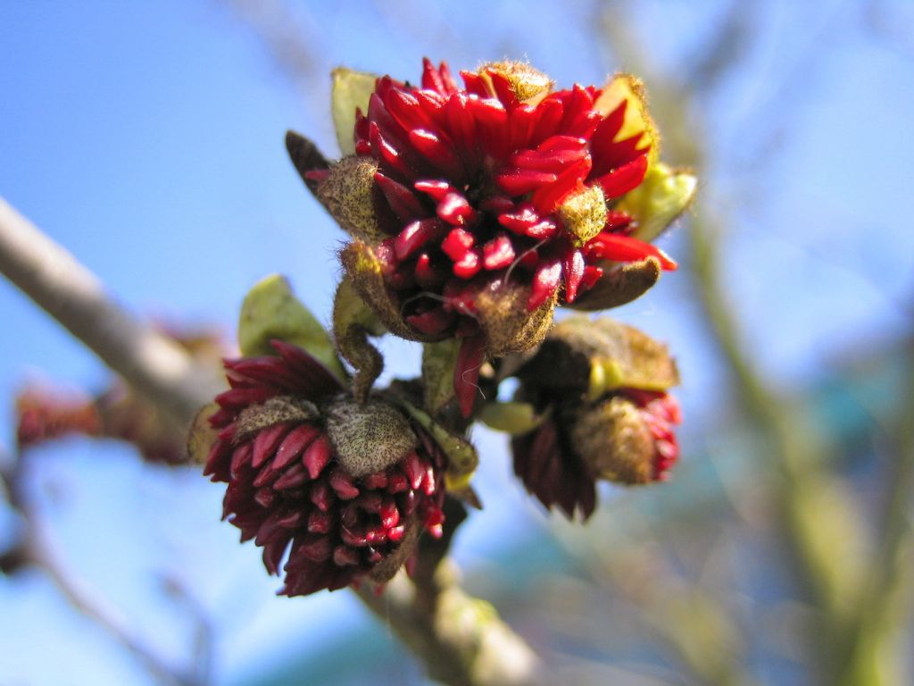Parrotie de Perse - Parrotia persica
