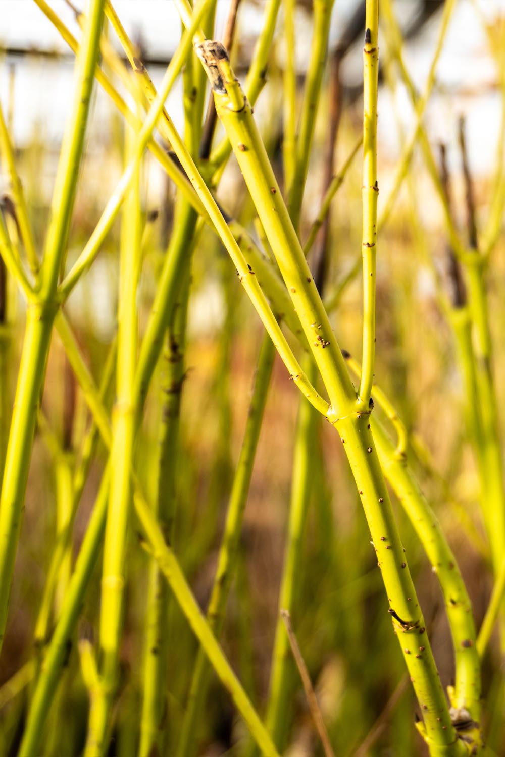 Cornouiller stolonifère - Cornus alba
