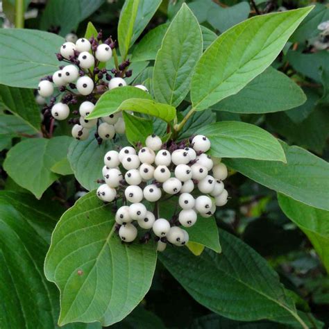 Cornouiller blanc - Cornus alba