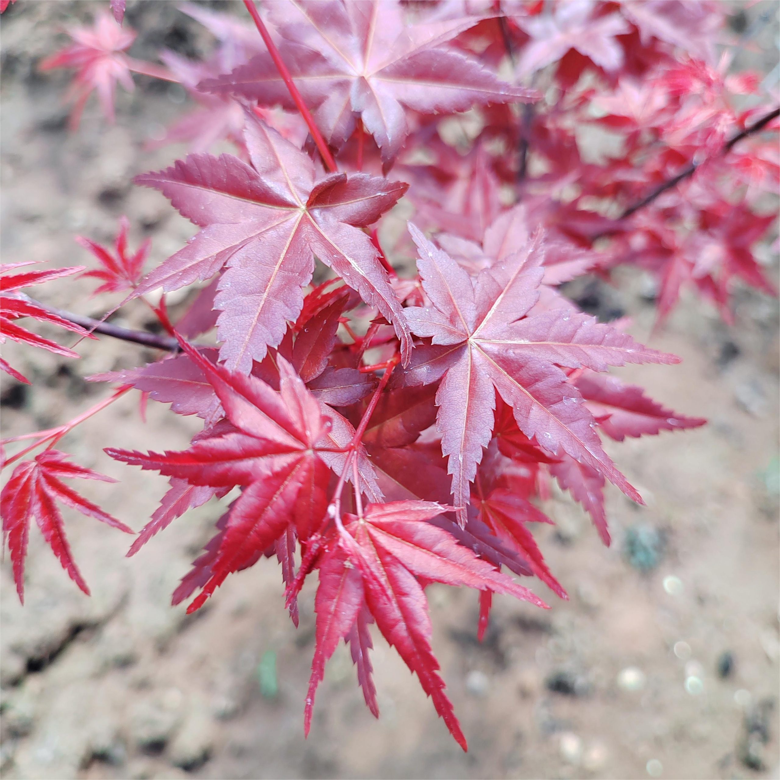 Erable japonais - Acer palmatum