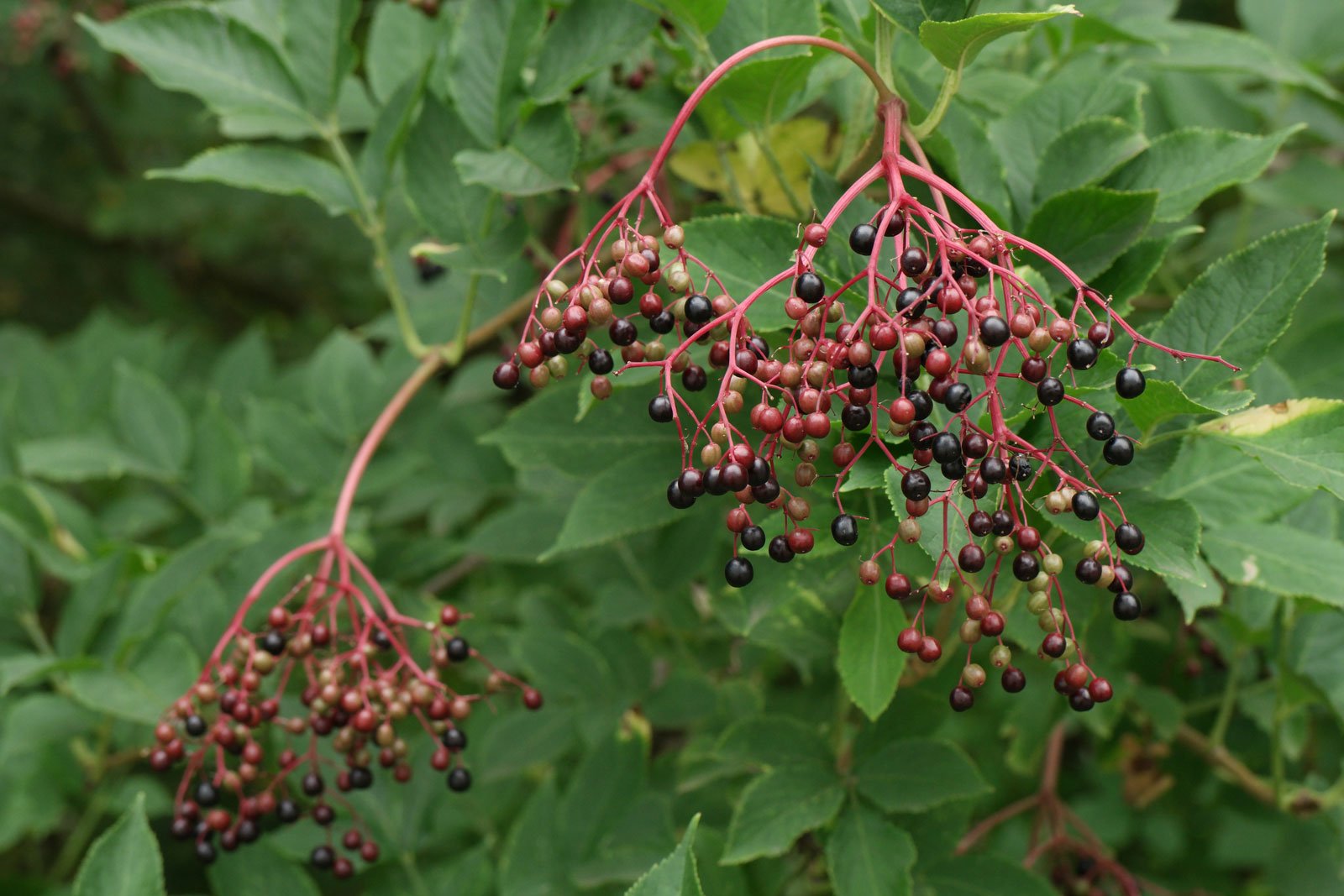 Sureau noir - Sambucus nigra