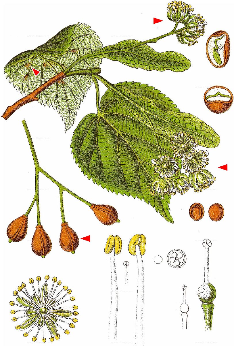Tilleul des bois - Tilia cordata