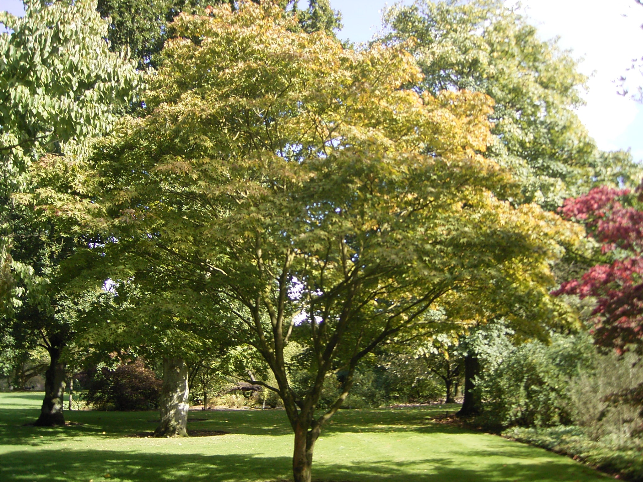 Erable japonais - Acer palmatum