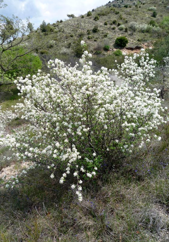 Amélanchier à feuilles ovales - Amelanchier ovalis