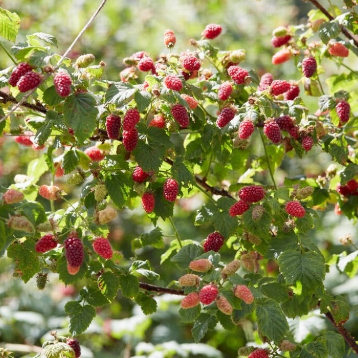 Mûroise - Rubus Tayberry