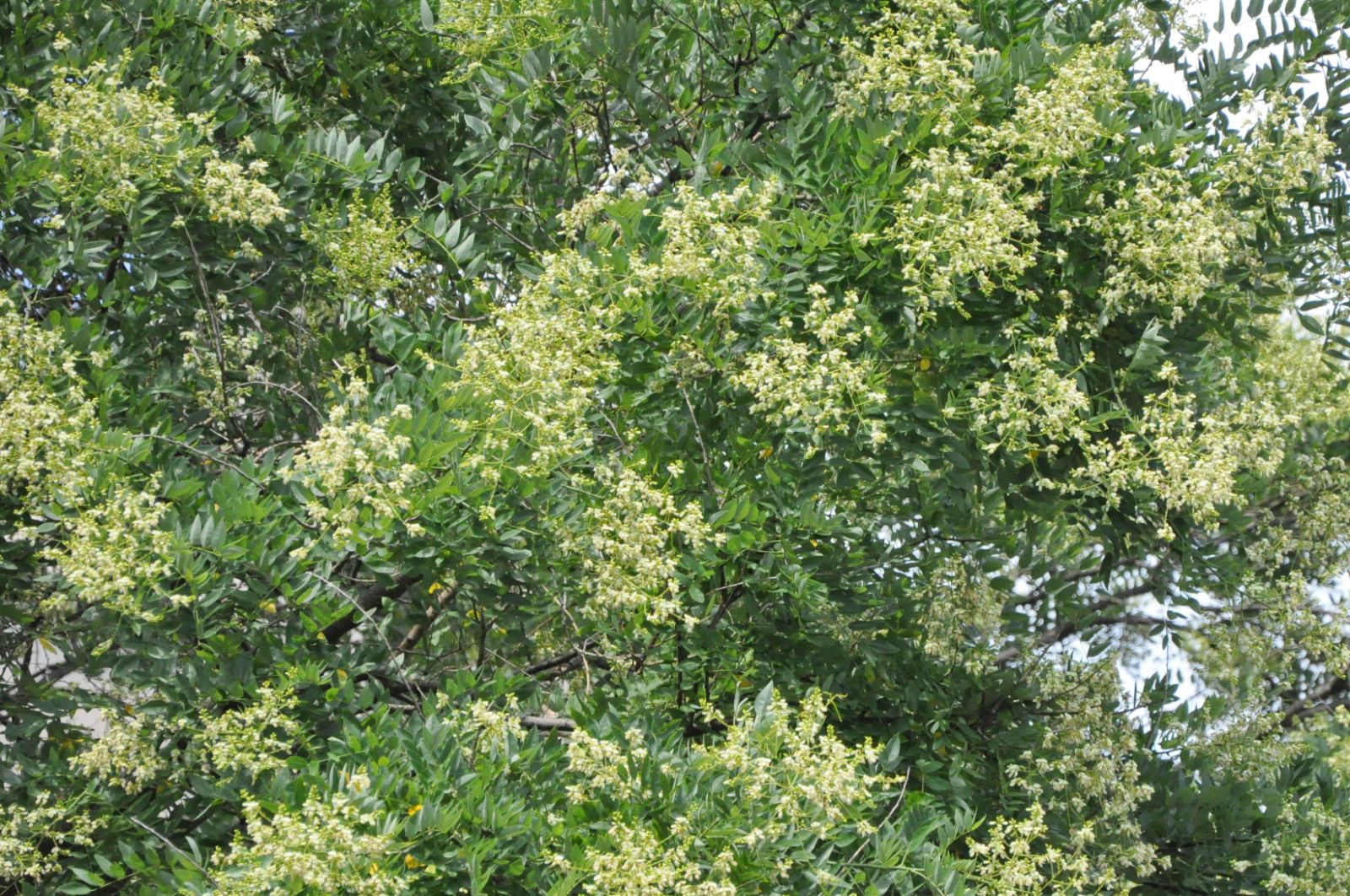 Sophora du Japon - Styphnolobium japonicum