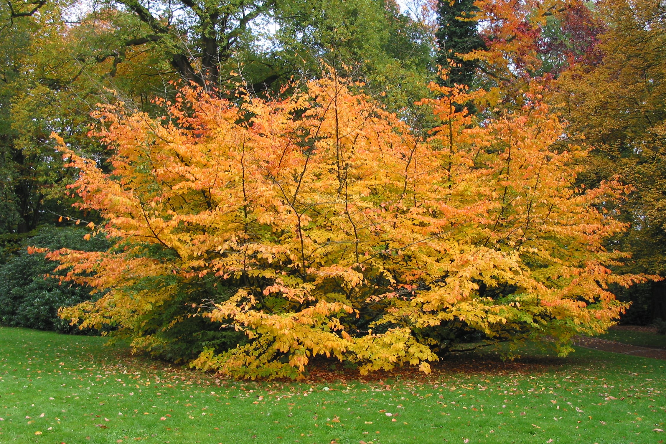 Parrotie de Perse - Parrotia persica