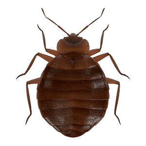 Bedbug Treatment Package 📆 500-1000SFT  area-6000 bdt/Two Freq.