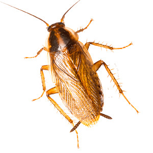 Monthly Pest Control Cockroach Control Package📆 1500-2000SFT  area-2000bdt/Month