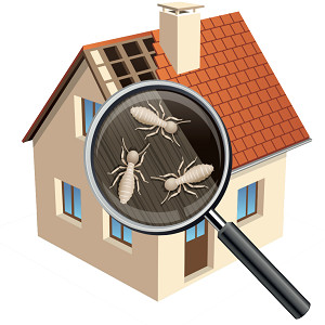 Termite Control Yearly Package – 📆 2500-3000SFT  area-6000bdt