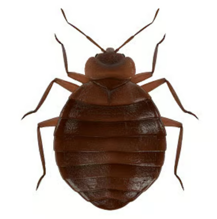 Bedbug Treatment Package đ 5000-6000SFT area-20,000bdt/Two Freq..