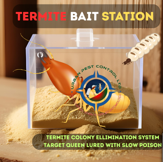 Premium Termite Queen Baiting Service