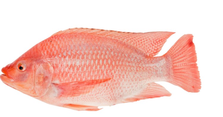 Tilapia rose 1kg