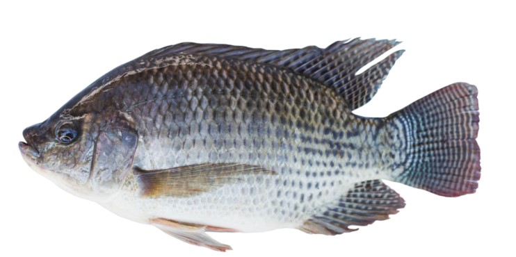 Carton Tilapia par carton de 5 pièces