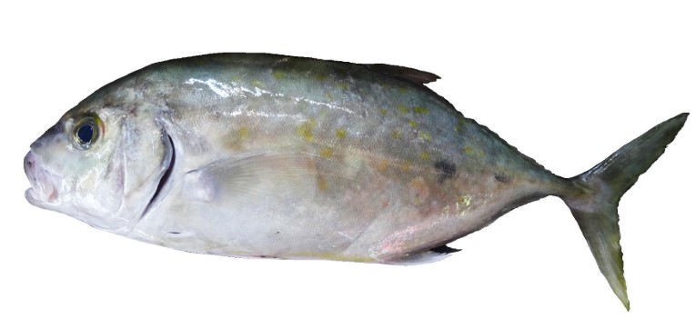 Carangue surgelé le kg