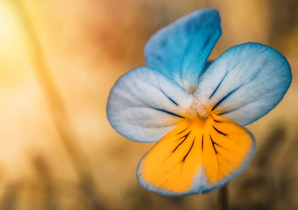 Bilan naturopathique en visio