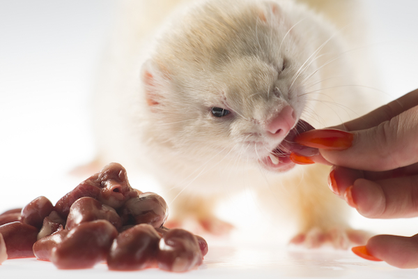 Suivi de nutrition des carnivores en visio