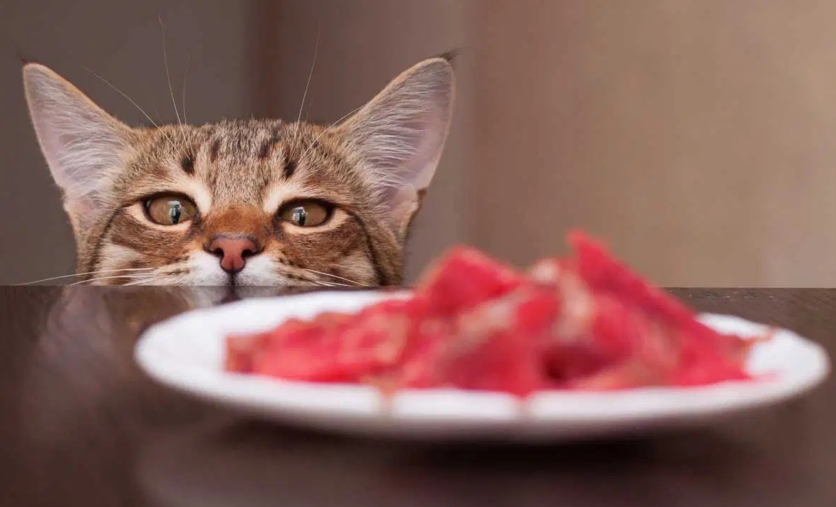 Nutrition des carnivores : bilan (en visio)