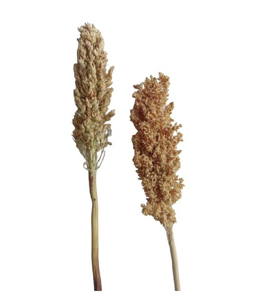 Dried Natural Sorghum Flower