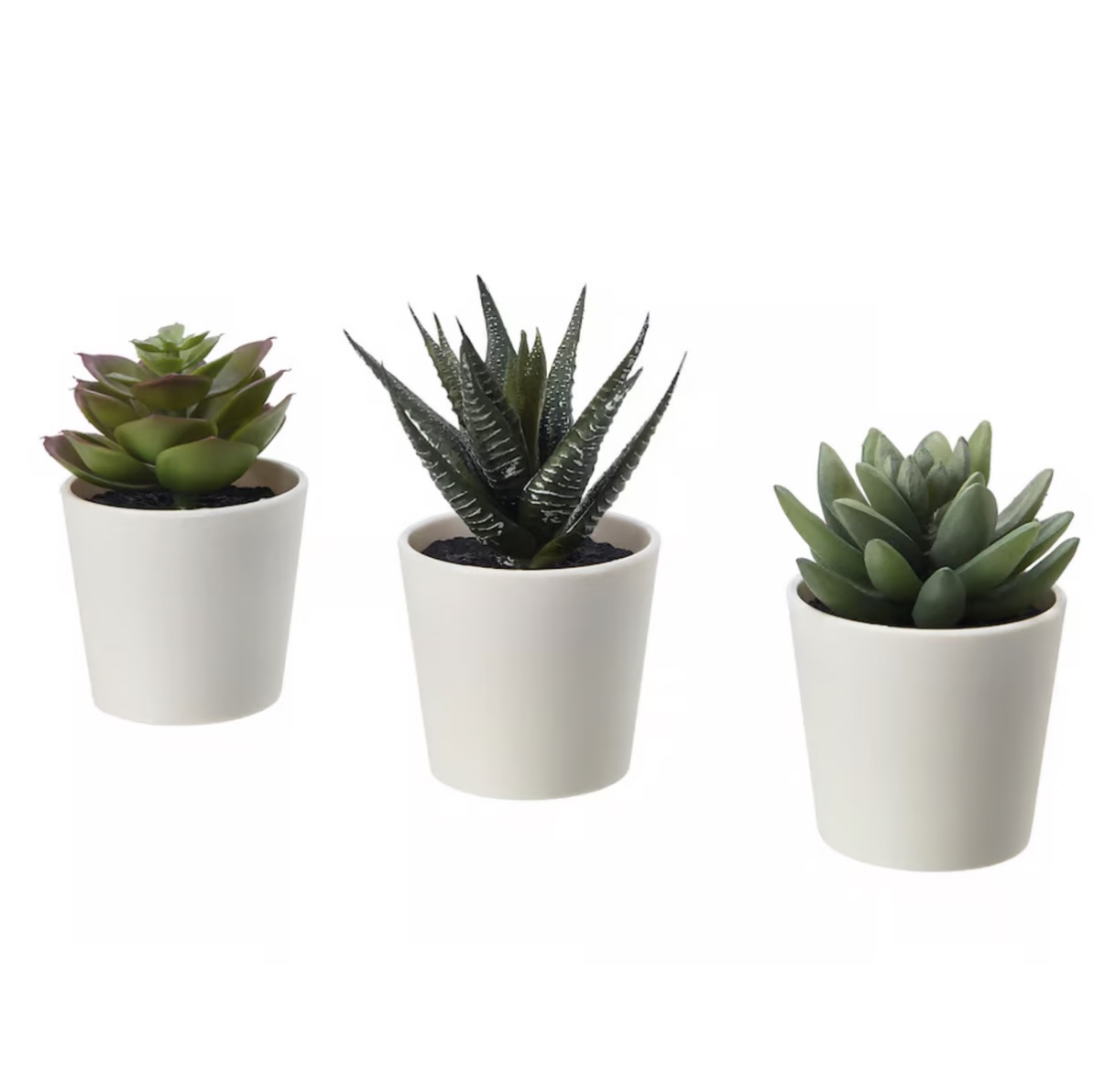 Set of Three Potted Succulents 