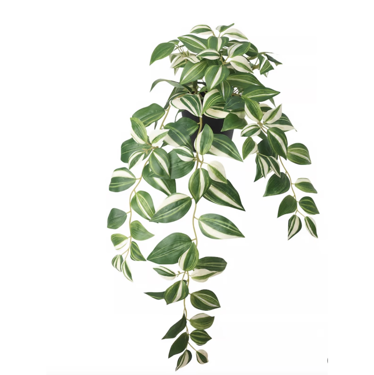 Philodendron Plant 