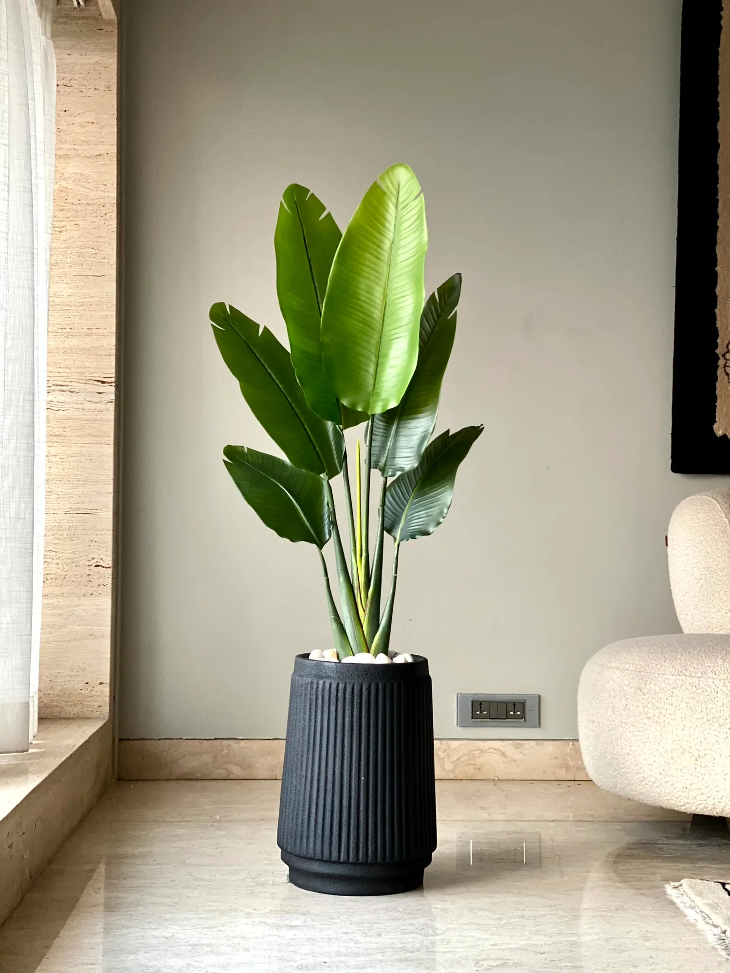 Tall Banana Plant 