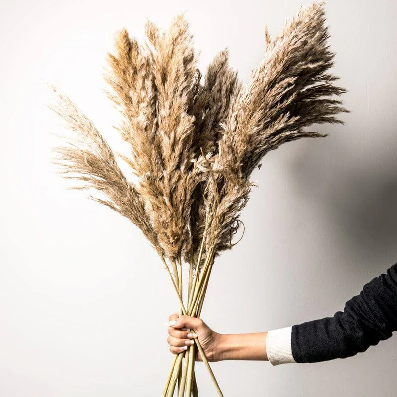 Pampas Grass