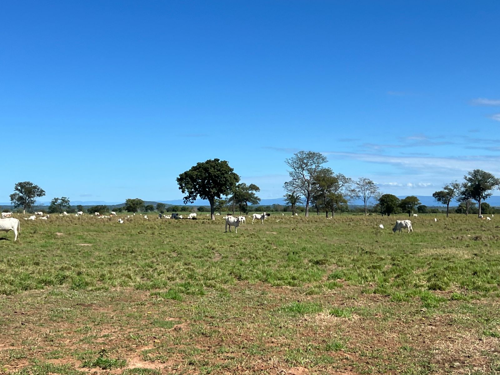 FAZENDA DOS SONHOS EM GOIÁS!