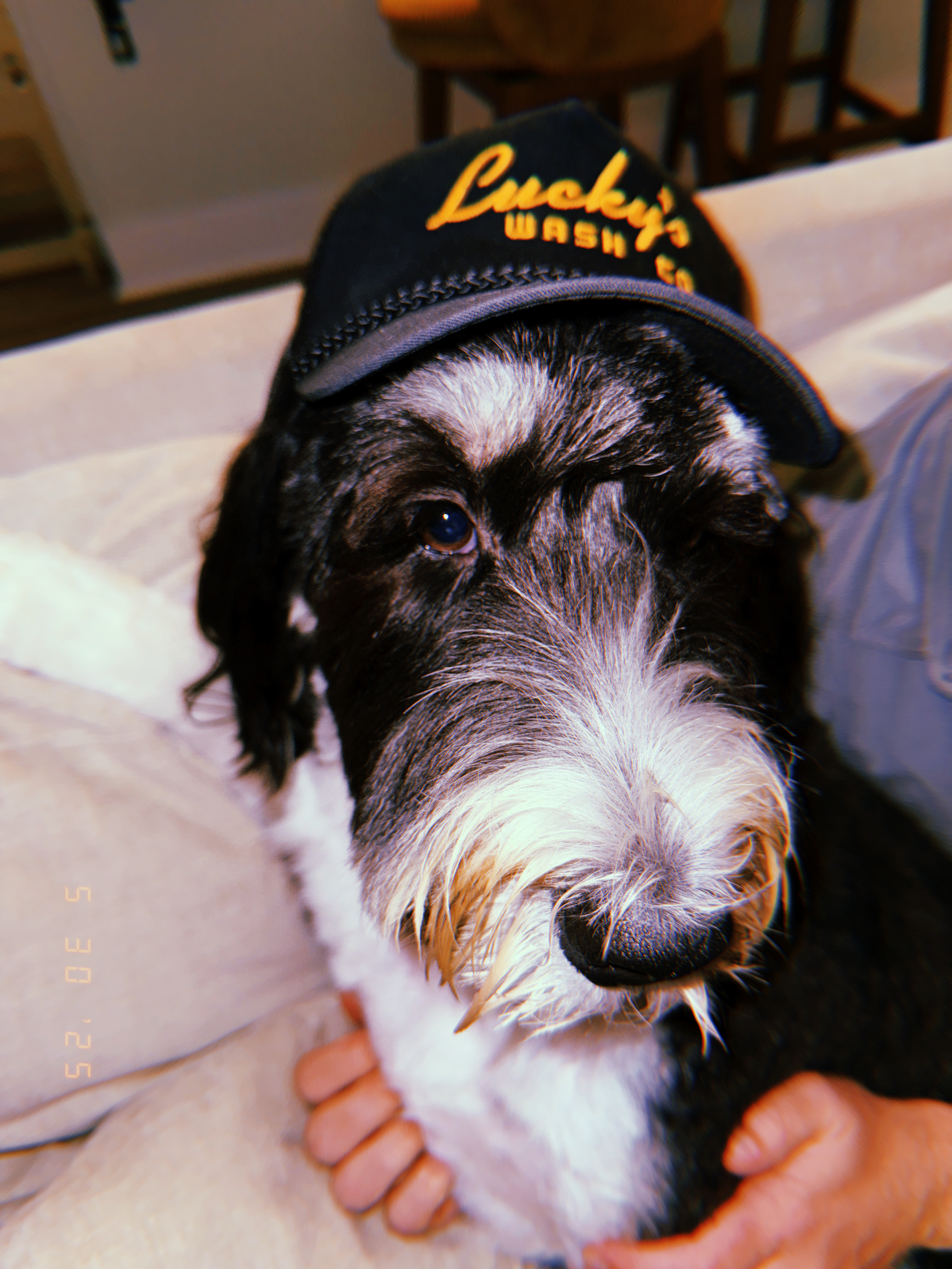 Trucker Wrangler