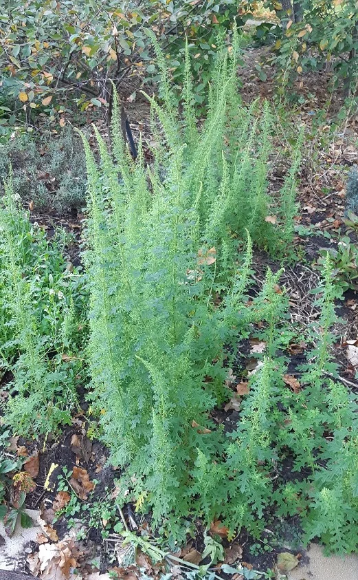 Dried Schrader’s Goosefoot – Chenopodium schraderianum