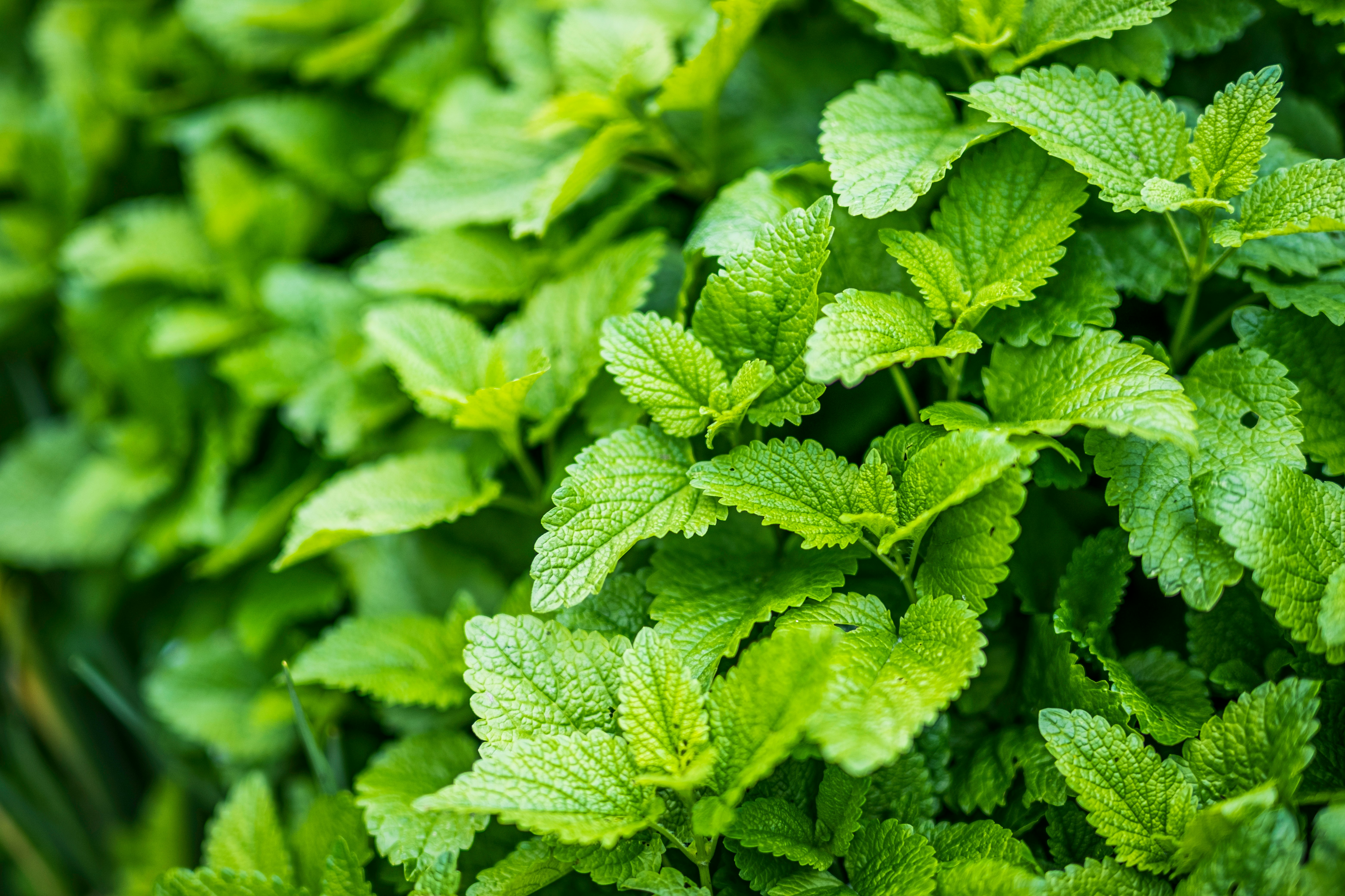 Lemon Balm Hydrosol – Melissa officinalis