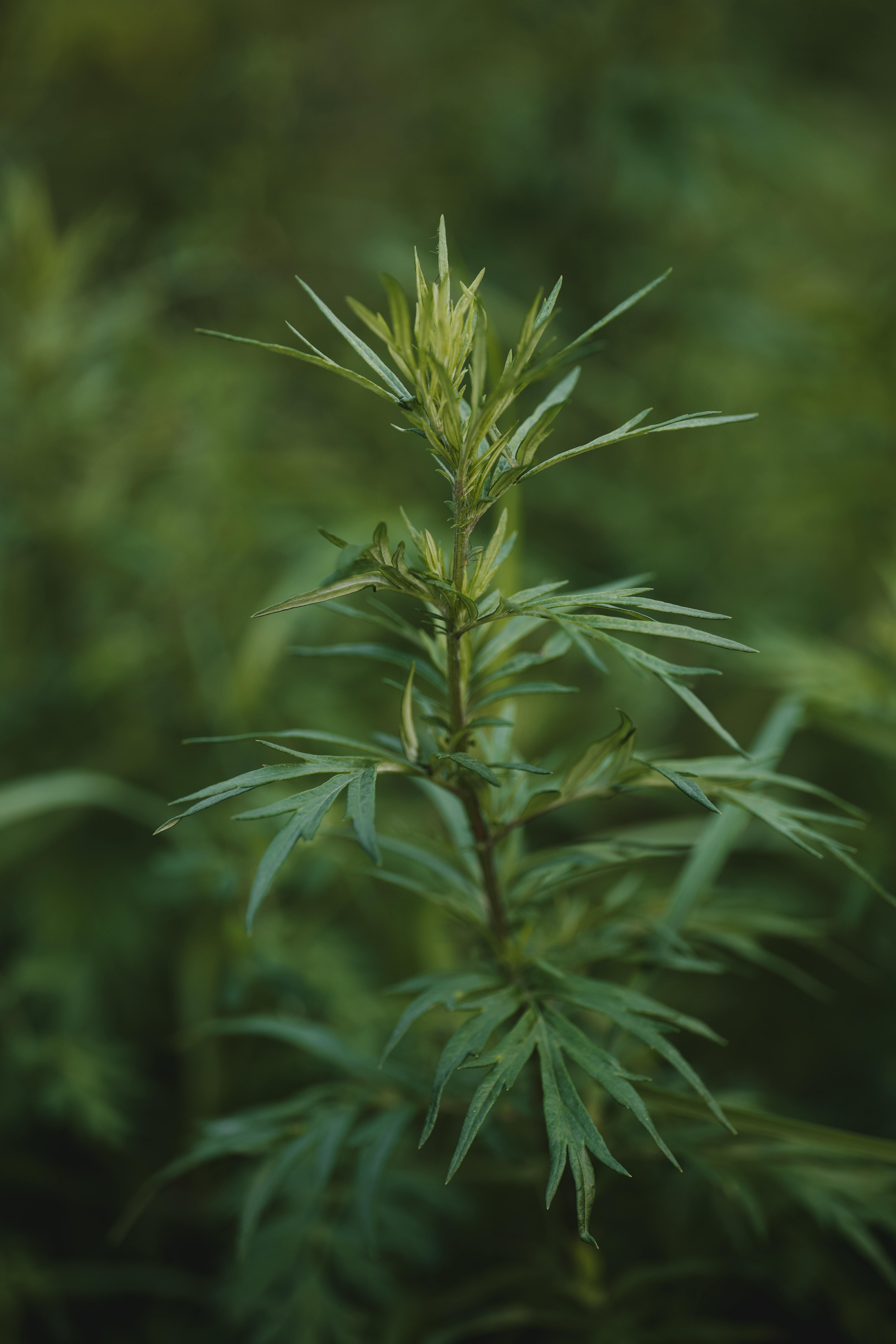 Dried Wild Mugwort – Artemisia vulgaris