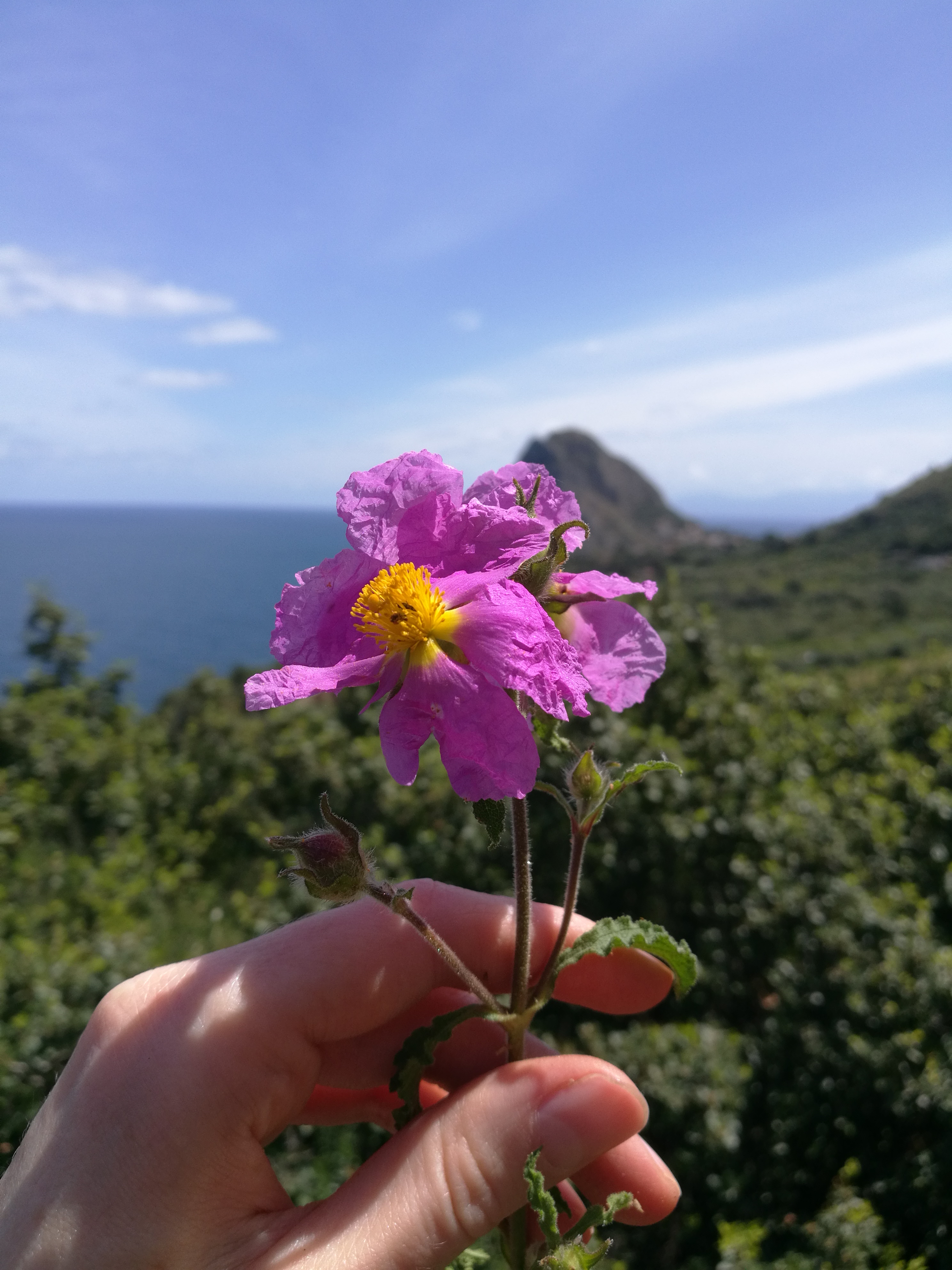 Dried Cistus Incanus Leaves – Wildcrafted Rock Rose Herbal Tea, Hand-Harvested in Italy