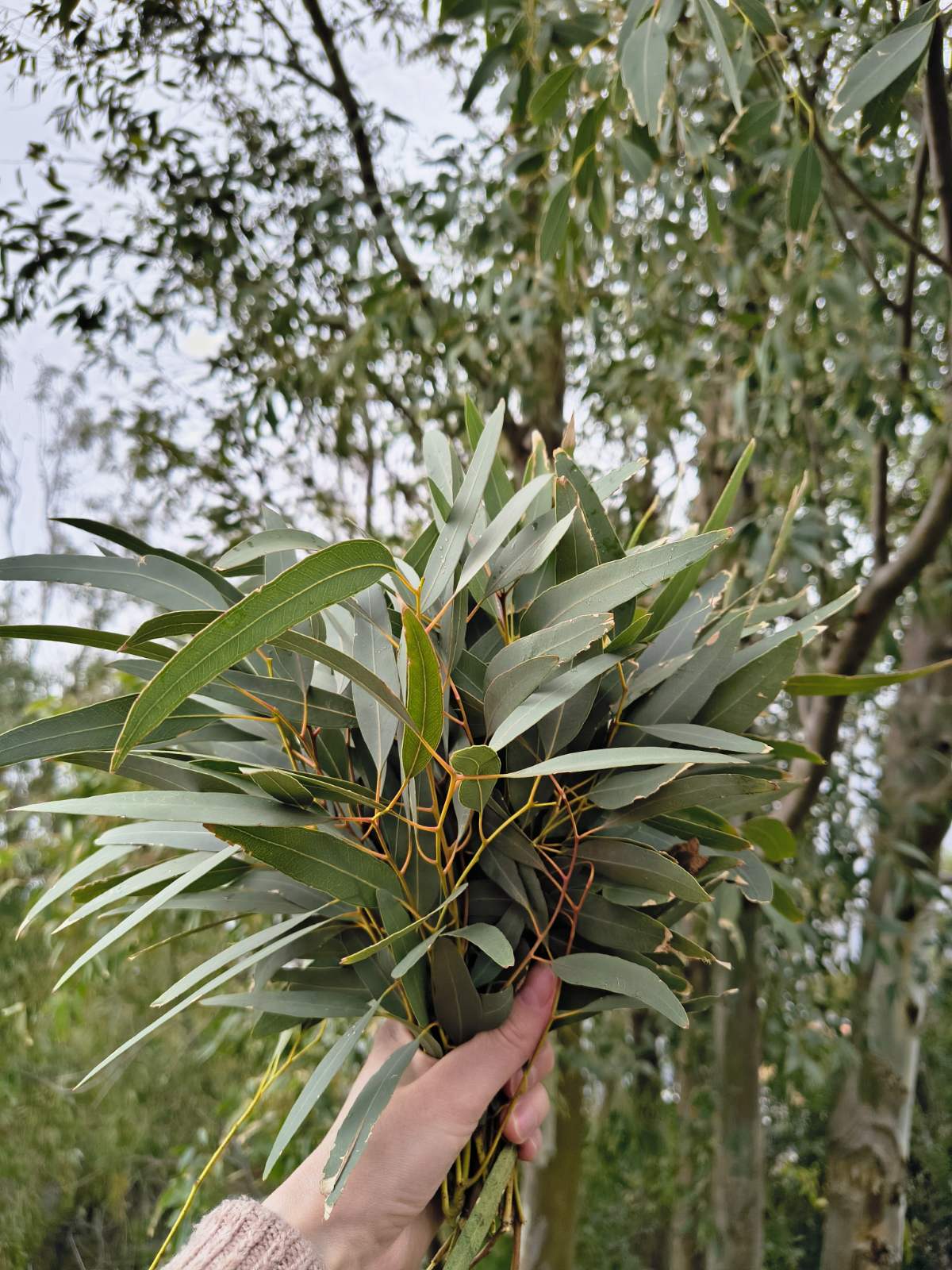 Dried Lemon Eucalyptus Leaves – Eucalyptus citriodora Tea, Hand-Harvested in Italy