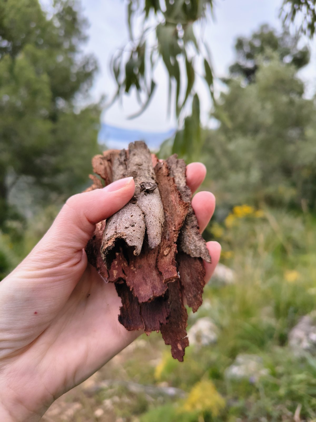 Lemon Eucalyptus Bark – Wildcrafted Eucalyptus citriodora for Incense, Natural Dyeing & Herbal Rituals