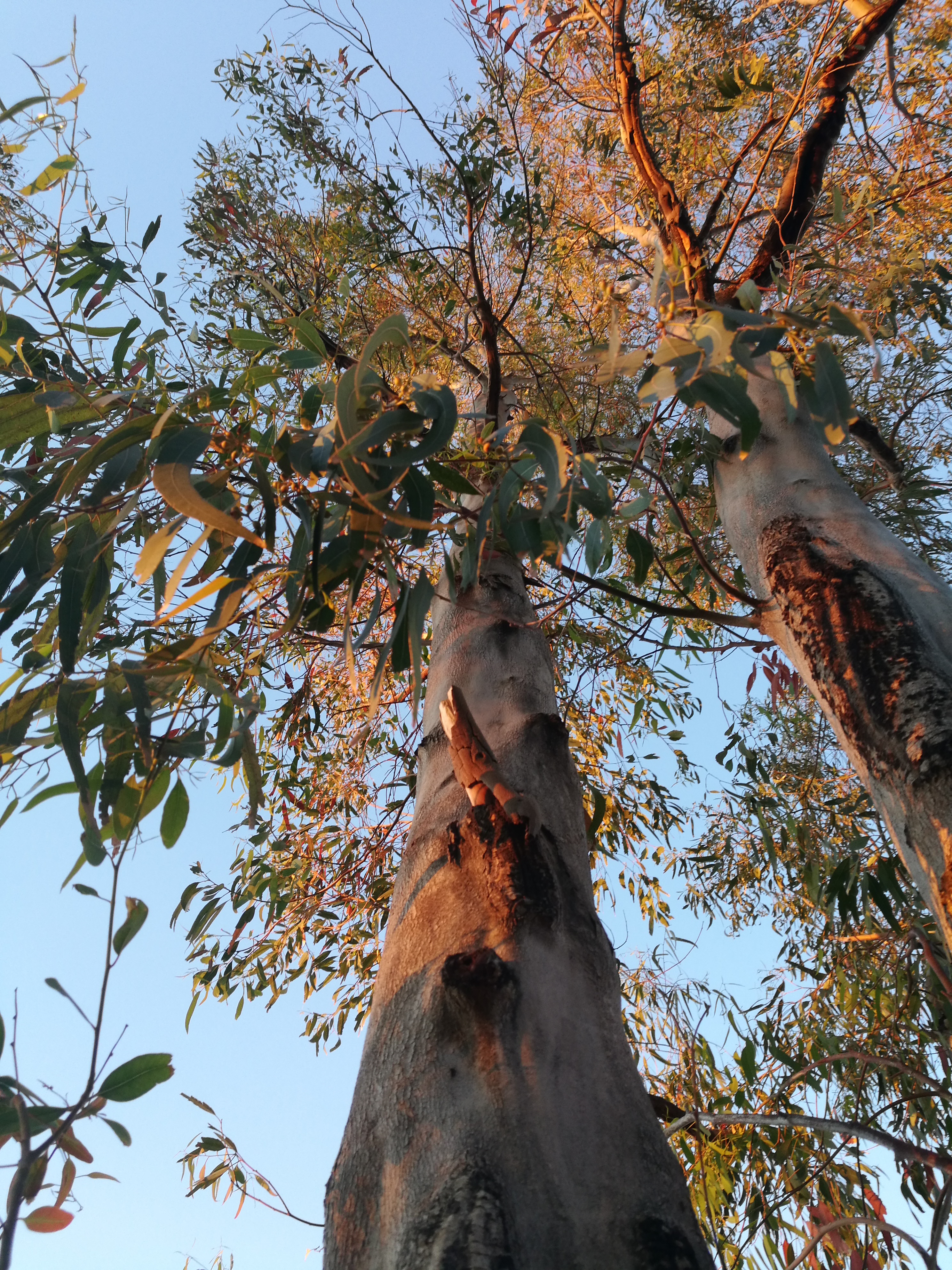 Lemon Eucalyptus Bark – Wildcrafted Eucalyptus citriodora for Incense, Natural Dyeing & Herbal Rituals