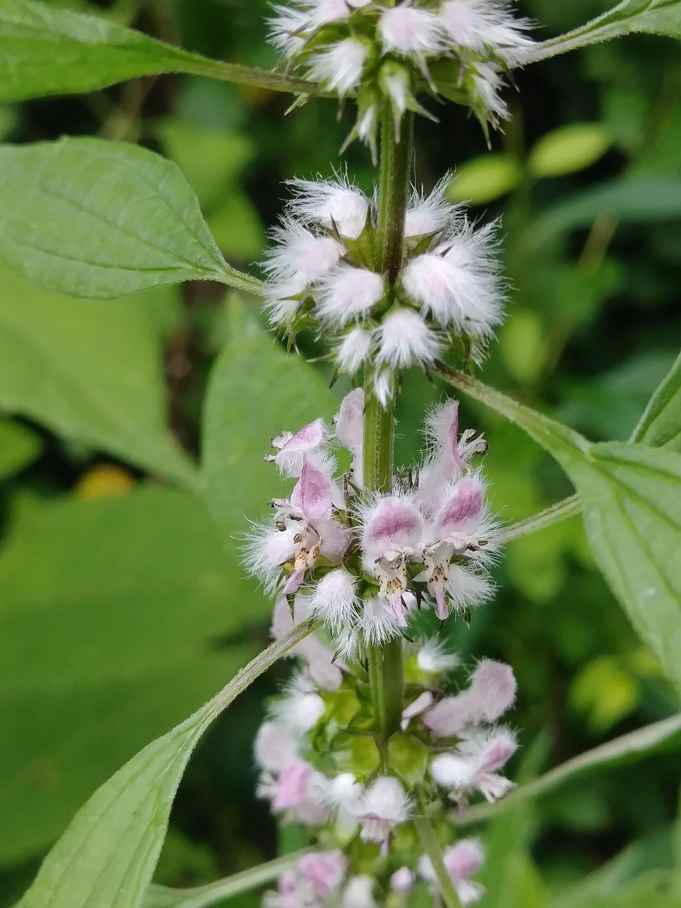 Motherwort Herbal Extract – Leonurus cardiaca
