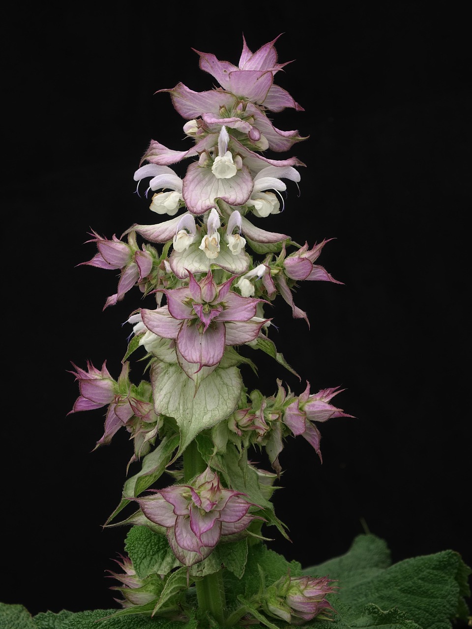 Clary Sage Herbal Extract – Salvia sclarea