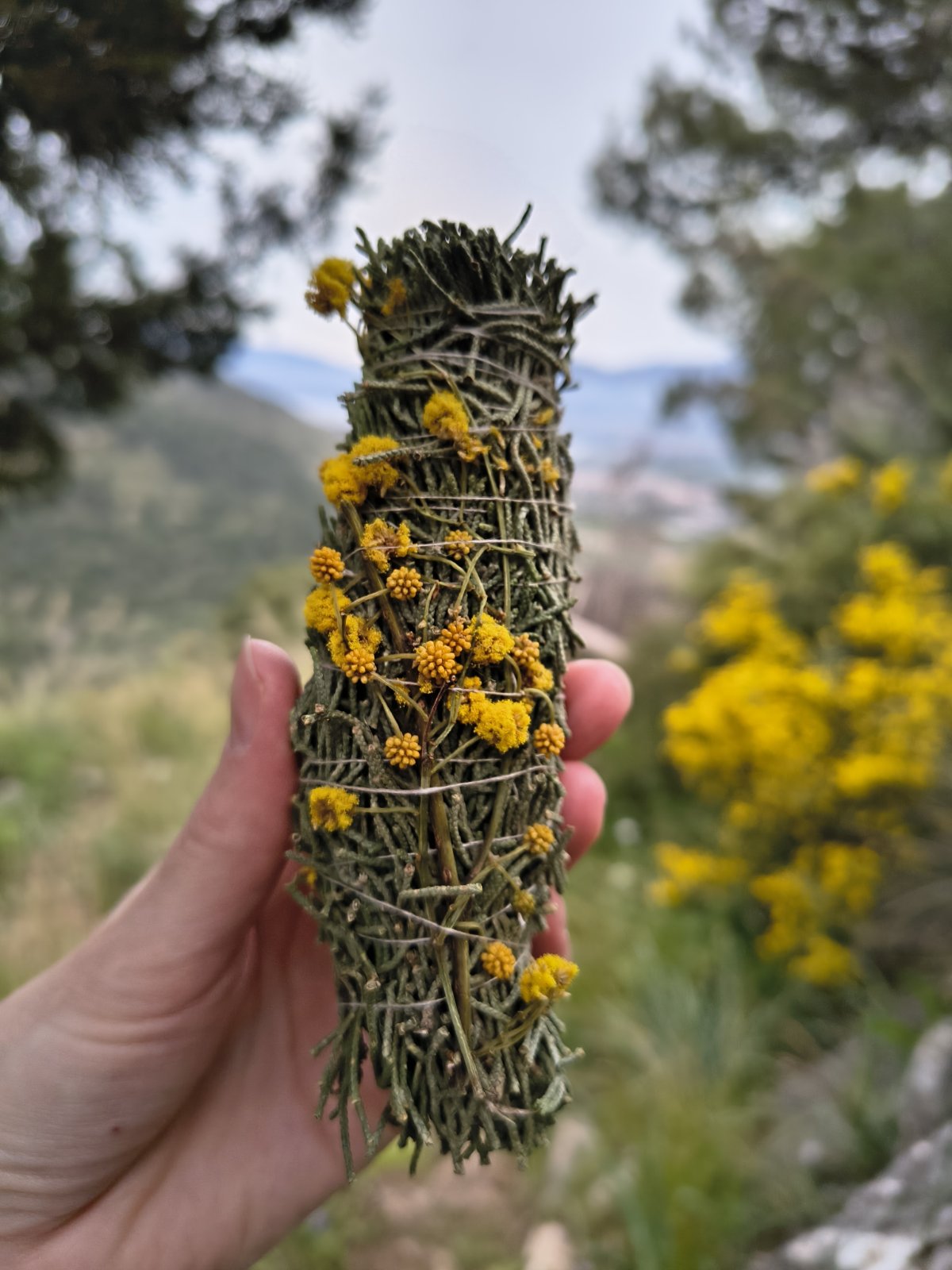 Tied Cypress Incense Bundle – Cupressus sempervirens Smudge Stick for Ritual Smoke & Spiritual Grounding