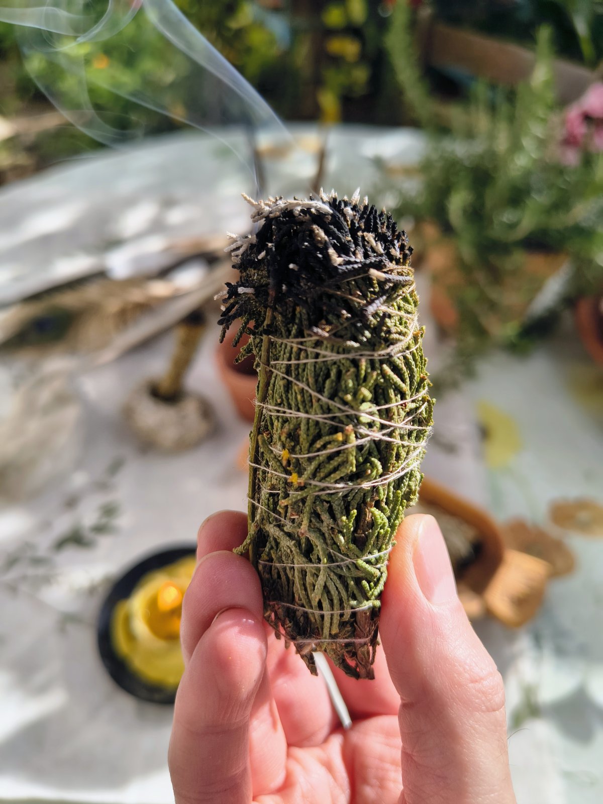 Tied Cypress Incense Bundle – Cupressus sempervirens Smudge Stick for Ritual Smoke & Spiritual Grounding