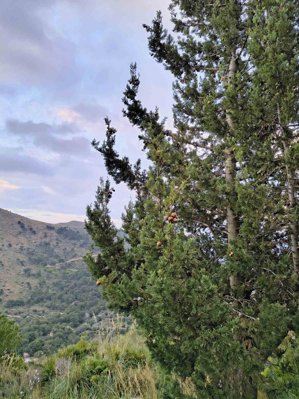 Tied Cypress Incense Bundle – Cupressus sempervirens Smudge Stick for Ritual Smoke & Spiritual Grounding