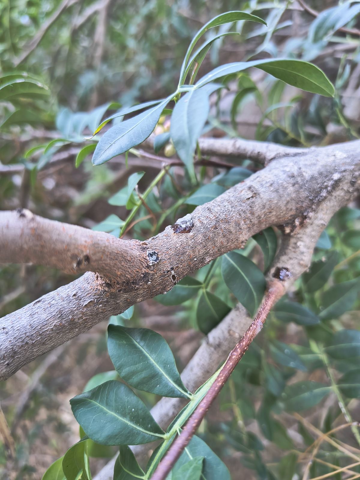 Tied Mastic Incense Bundle – Pistacia lentiscus Smudge Stick, Mediterranean Herbal Smoke for Natural Rituals